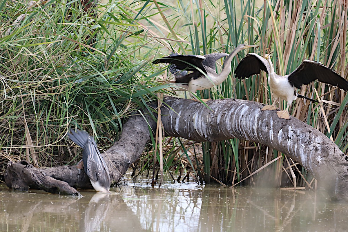 Anhinga Australiana - ML426139051