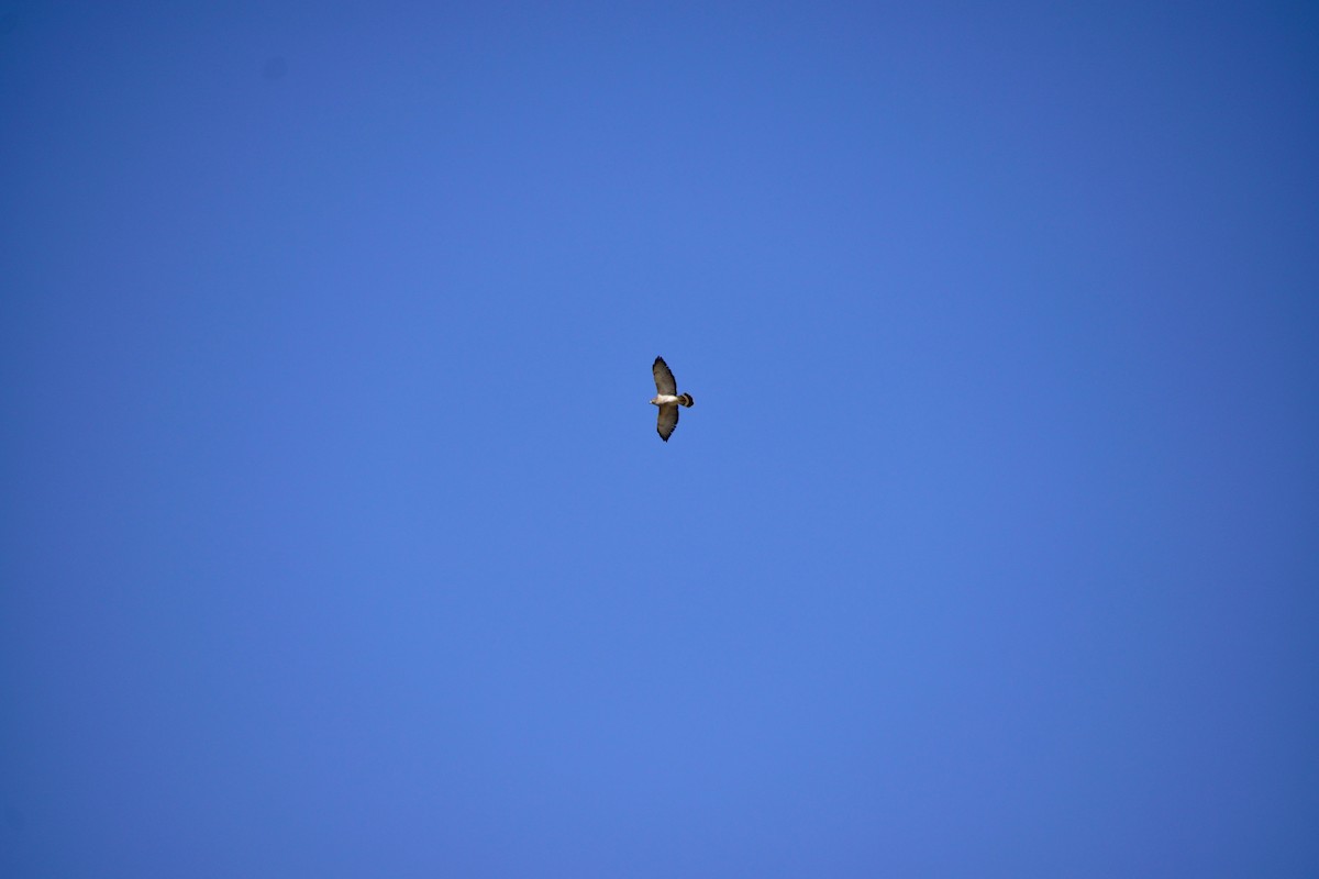 Broad-winged Hawk (Northern) - ML426140111