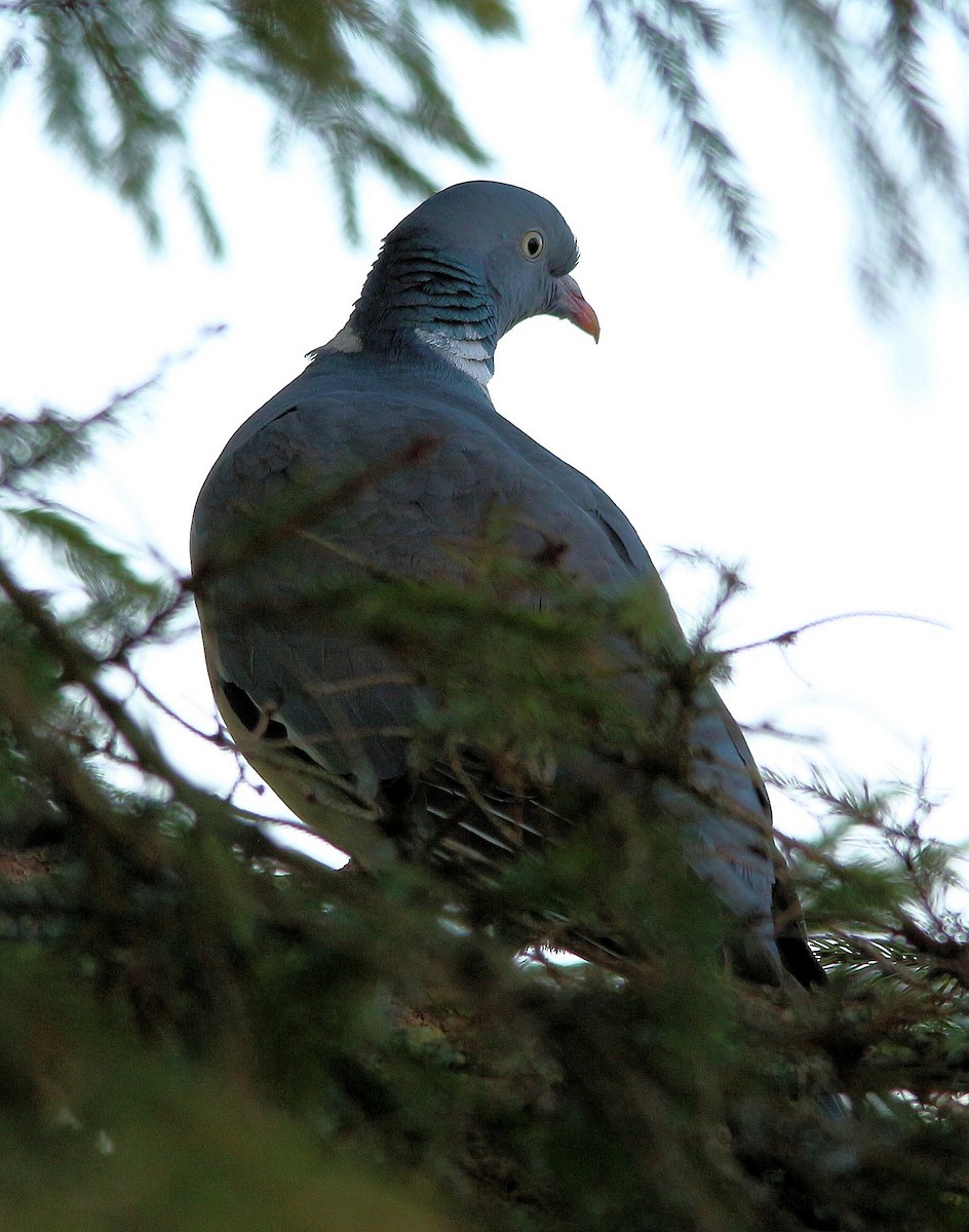 Common Wood-Pigeon - ML426140451