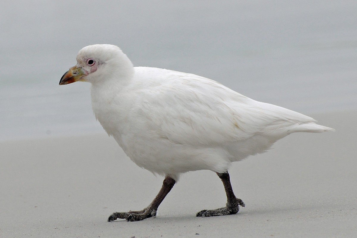 Snowy Sheathbill - ML42614061