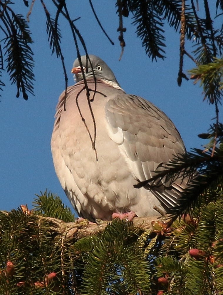 Common Wood-Pigeon - ML426143721