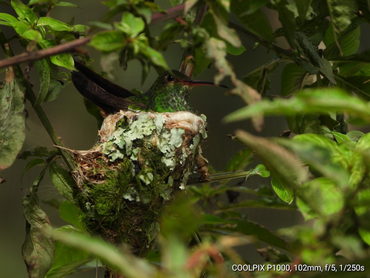 Rufous-tailed Hummingbird - Mauricio Ruano