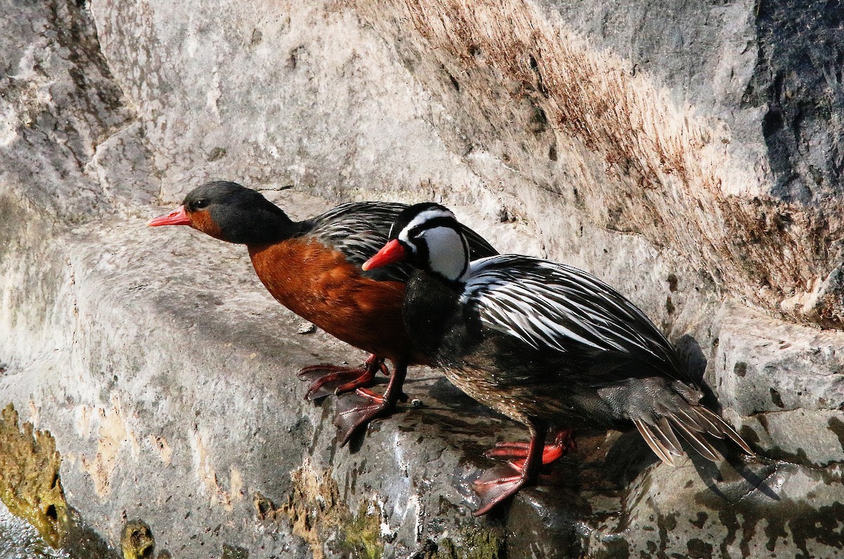 Torrent Duck - ML426145971