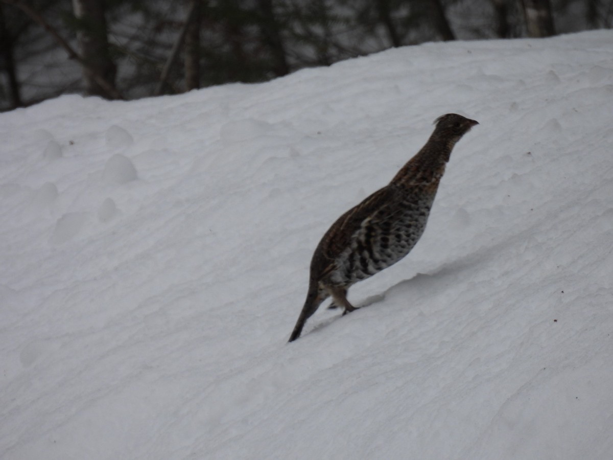 Ruffed Grouse - ML426147611