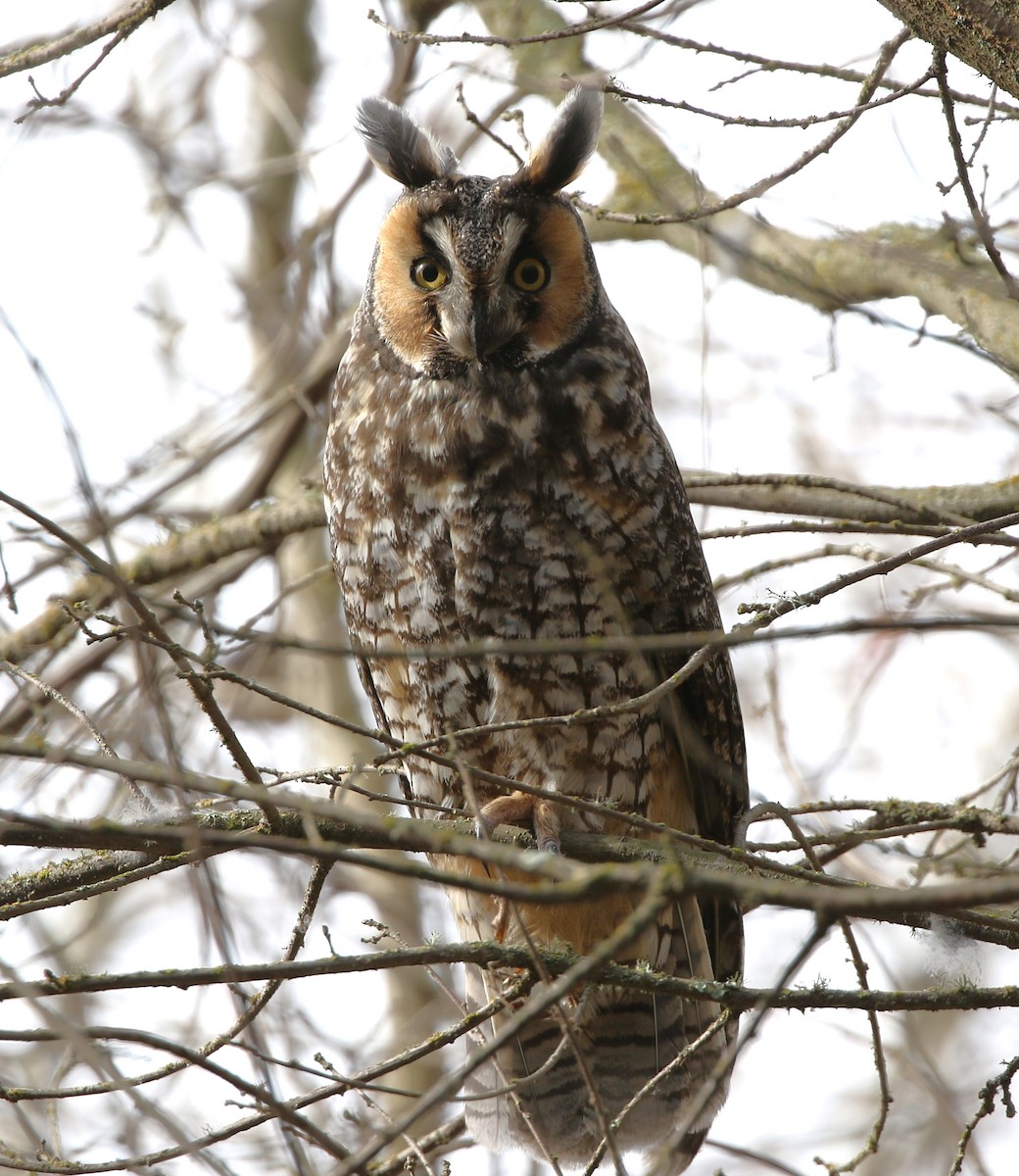 Long-eared Owl - ML426150711