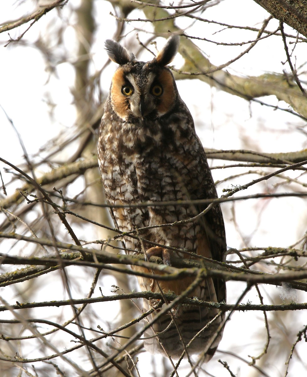 Long-eared Owl - ML426150751