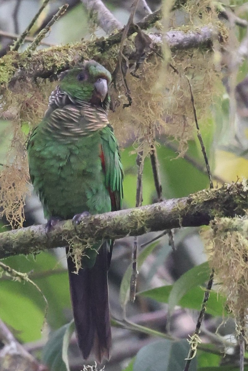 Maroon-tailed Parakeet - ML426153541