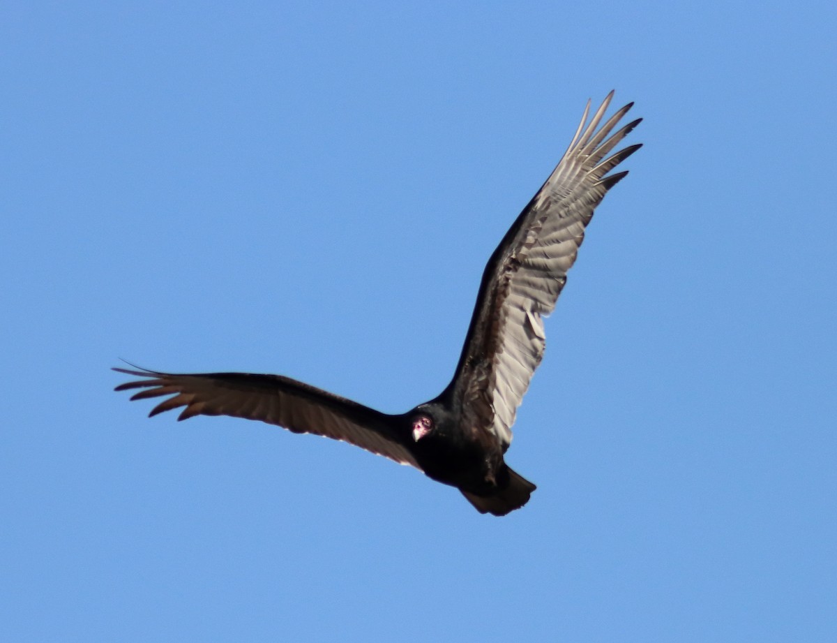 Turkey Vulture - ML426153901