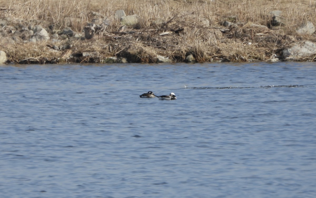 Long-tailed Duck - ML426153921