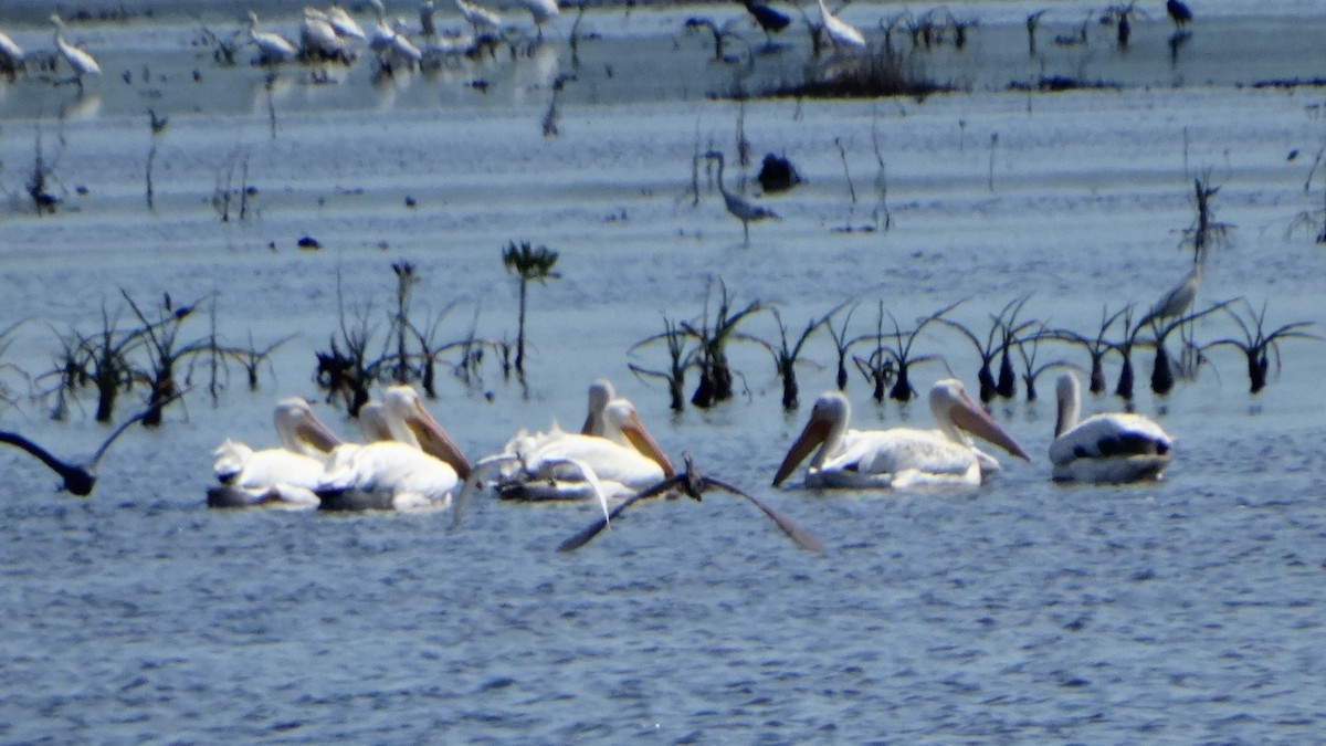 pelikán severoamerický - ML426153931