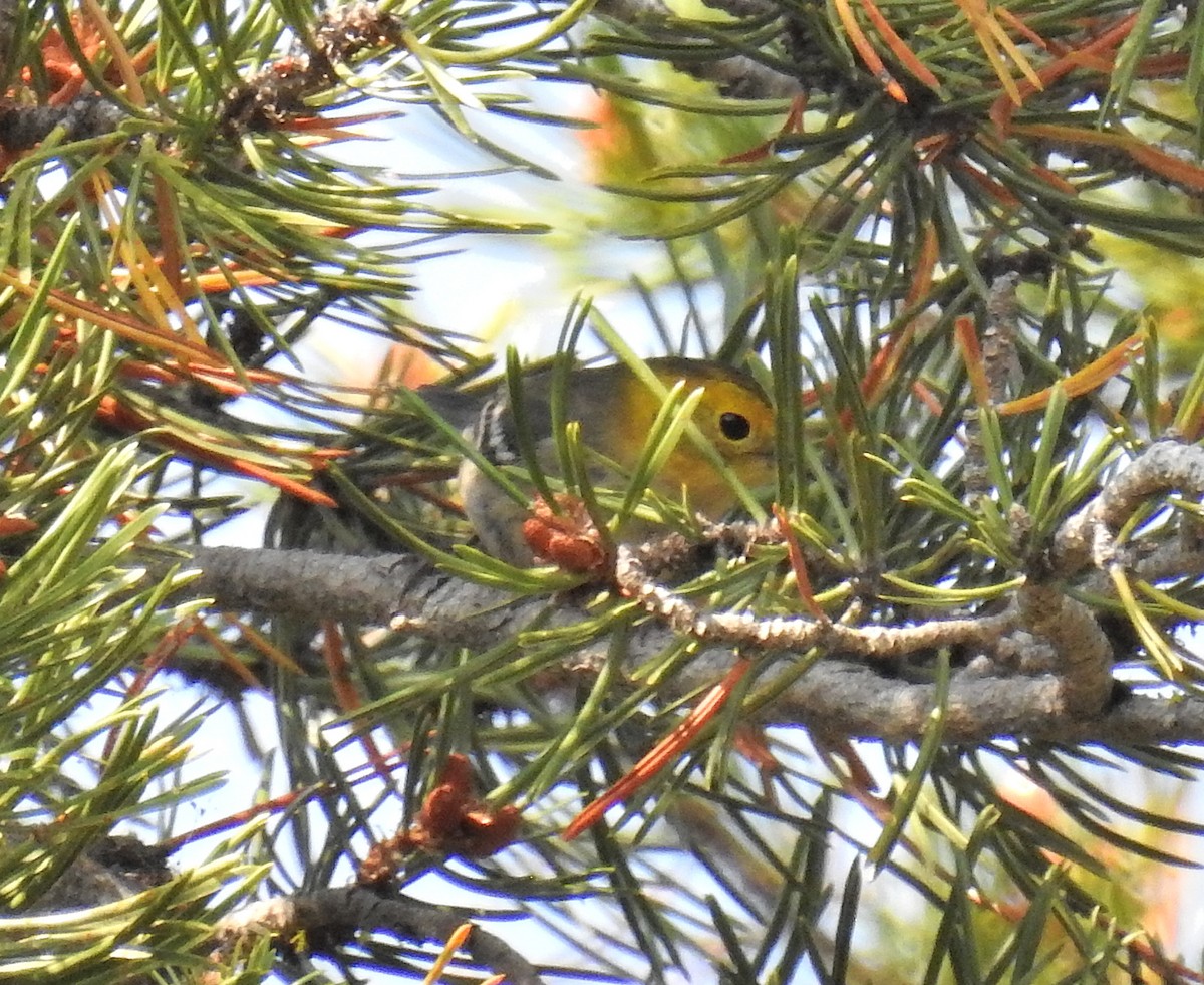 Hermit Warbler - ML426155991