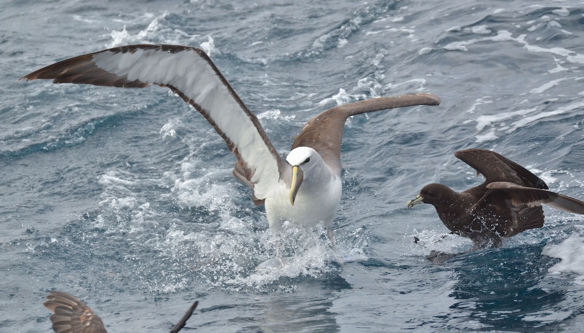 Salvin's Albatross - ML426156431