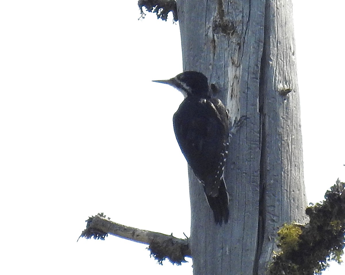 Black-backed Woodpecker - ML426156711