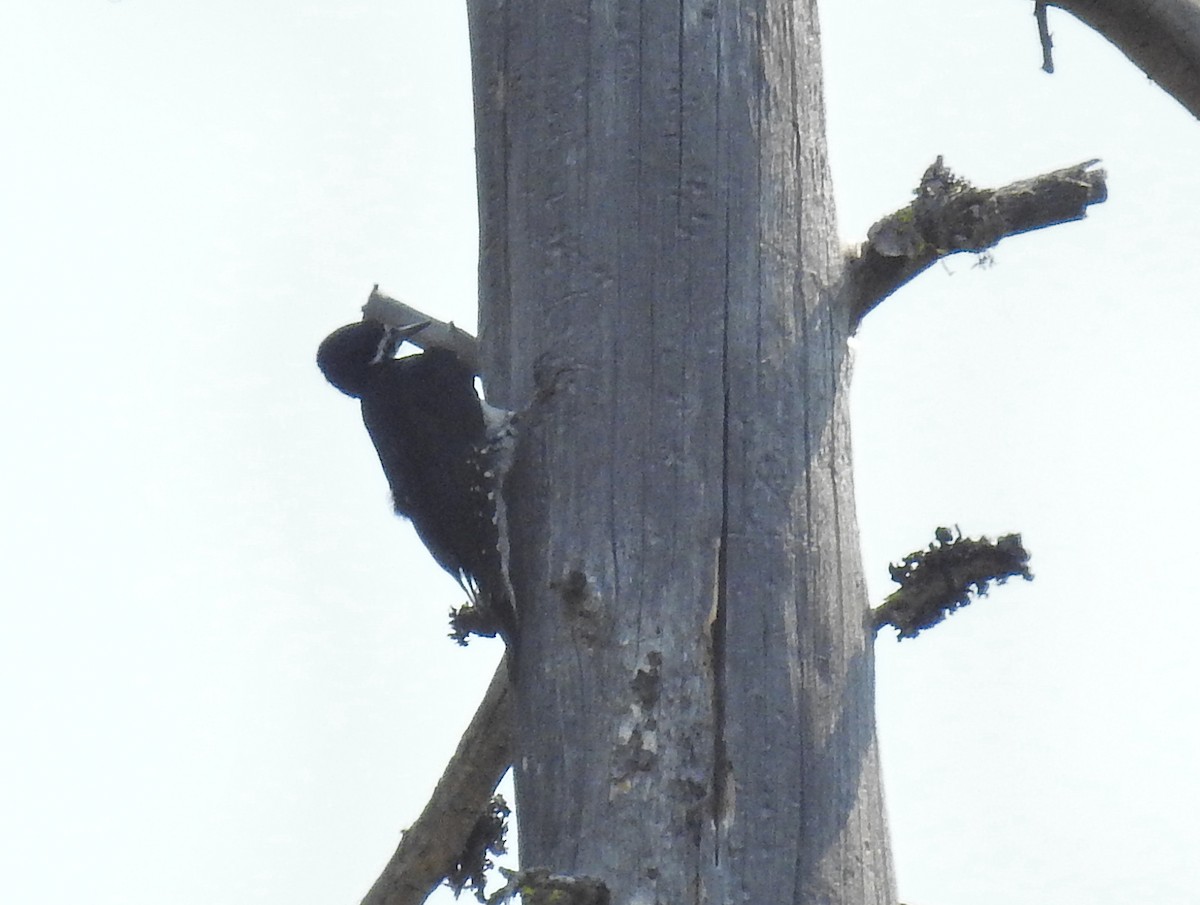 Black-backed Woodpecker - ML426156731