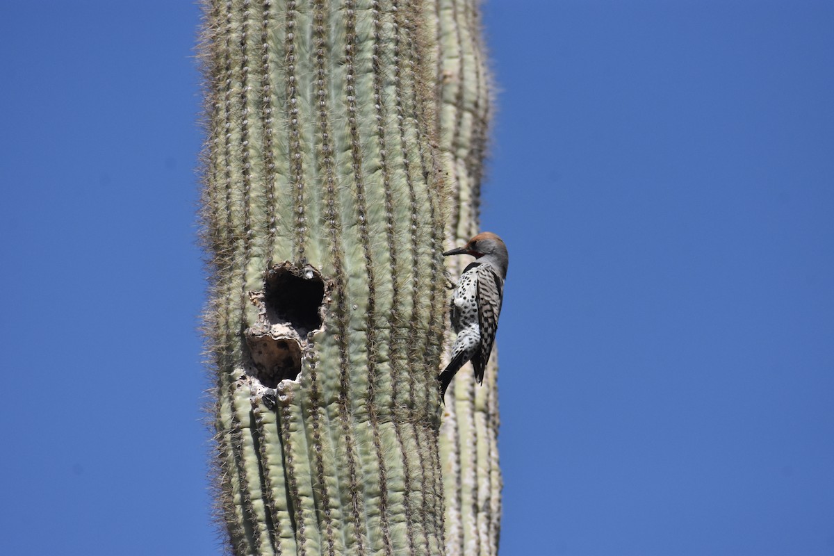 Gilded Flicker - ML426157571