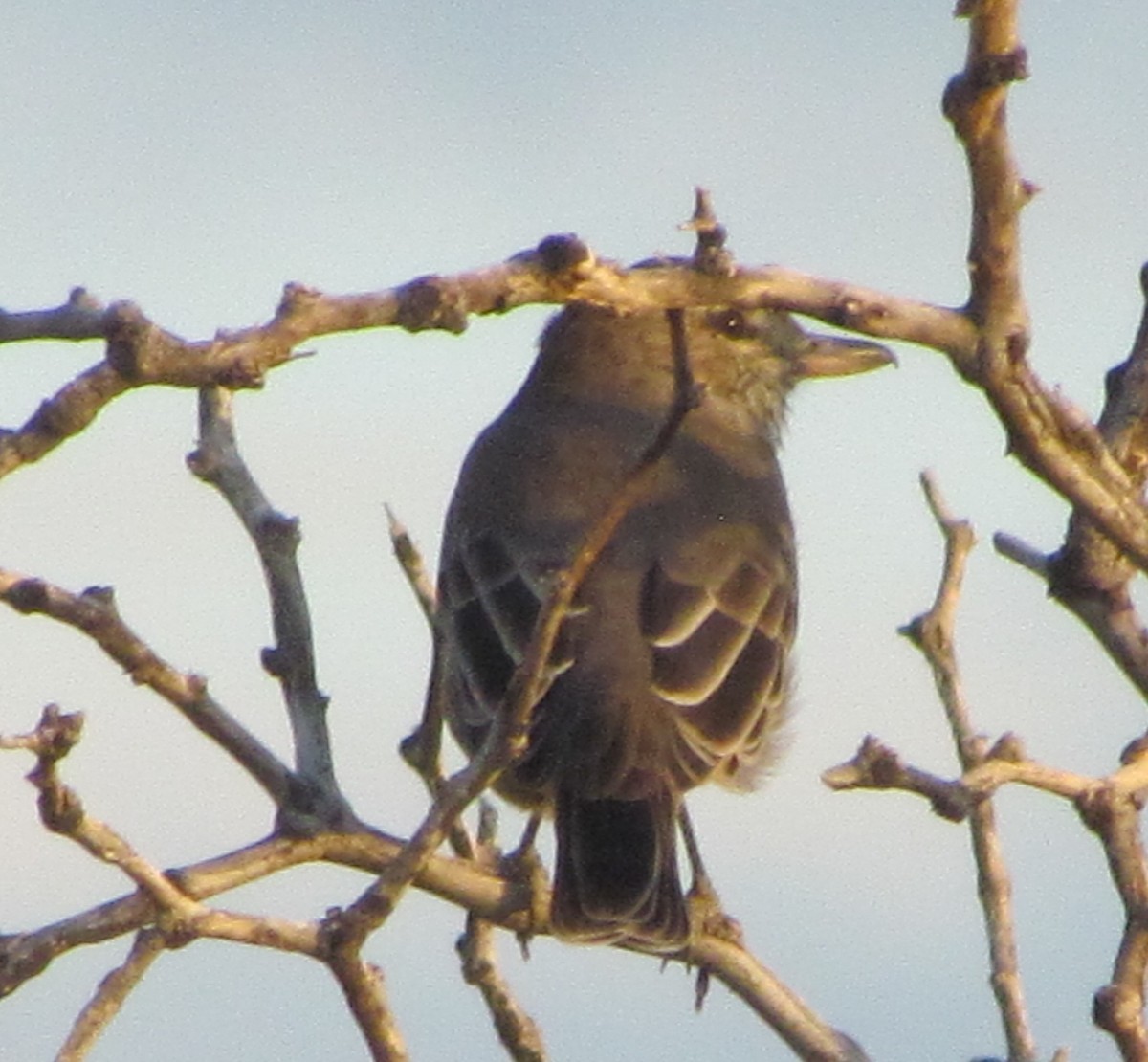 Gray-bellied Shrike-Tyrant - cynthia arenas