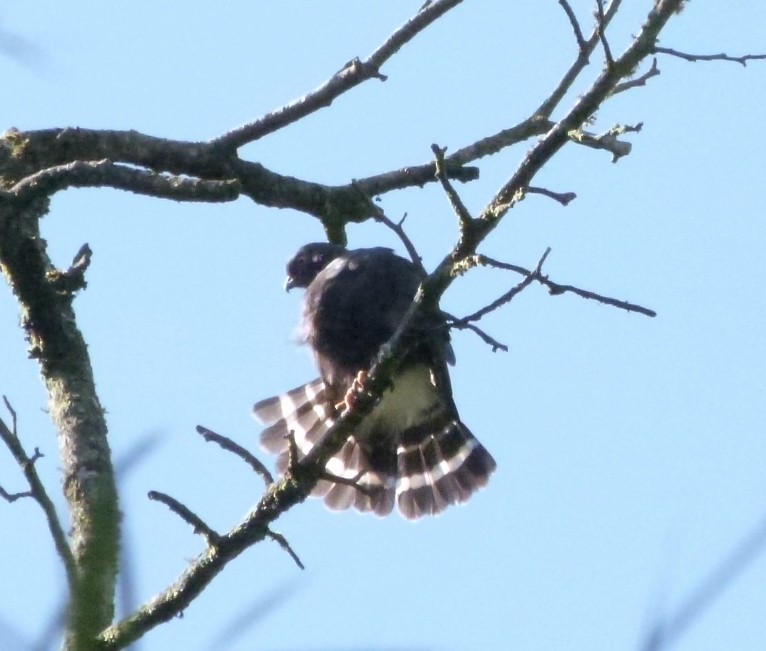 White-rumped Hawk - ML42615791