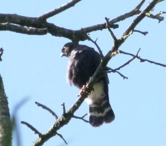 White-rumped Hawk - ML42615811