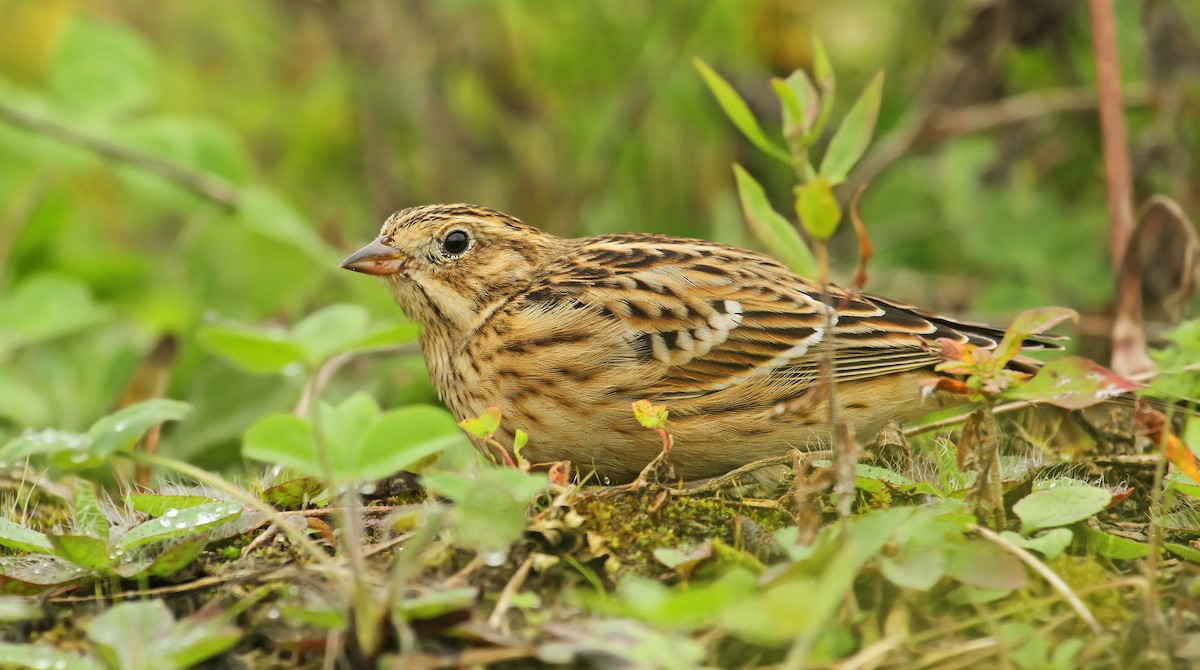 Smith's Longspur - Ryan Schain