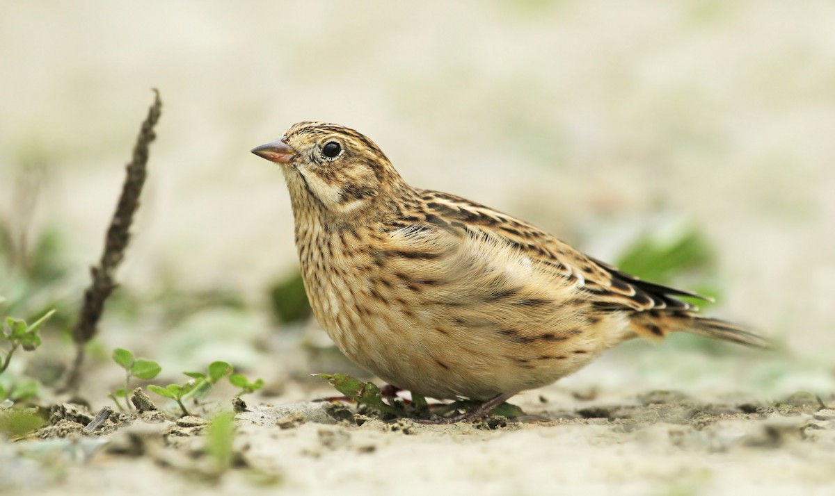 Smith's Longspur - Ryan Schain