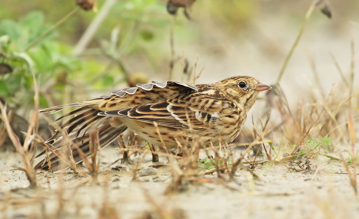 Smith's Longspur - Ryan Schain