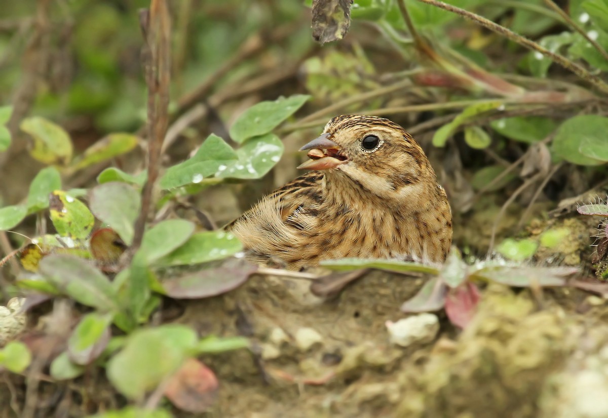 Smith's Longspur - Ryan Schain