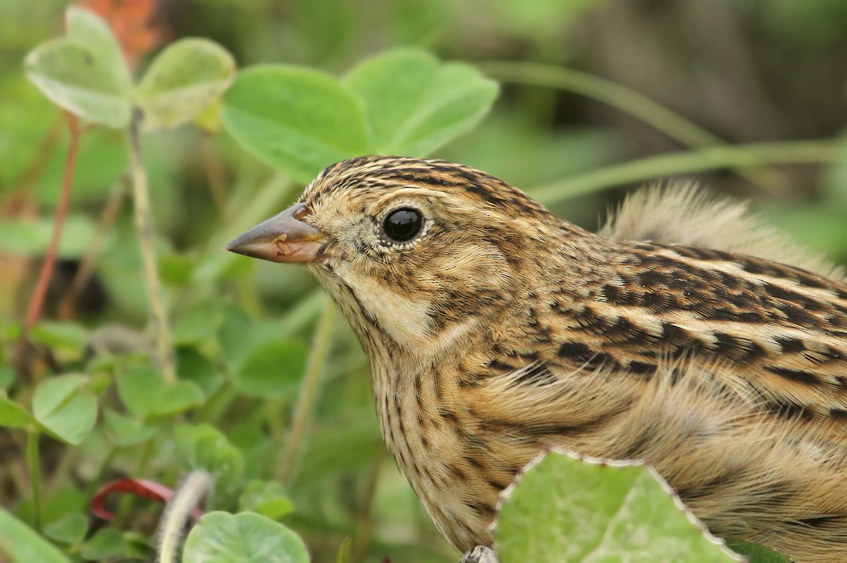 Smith's Longspur - Ryan Schain