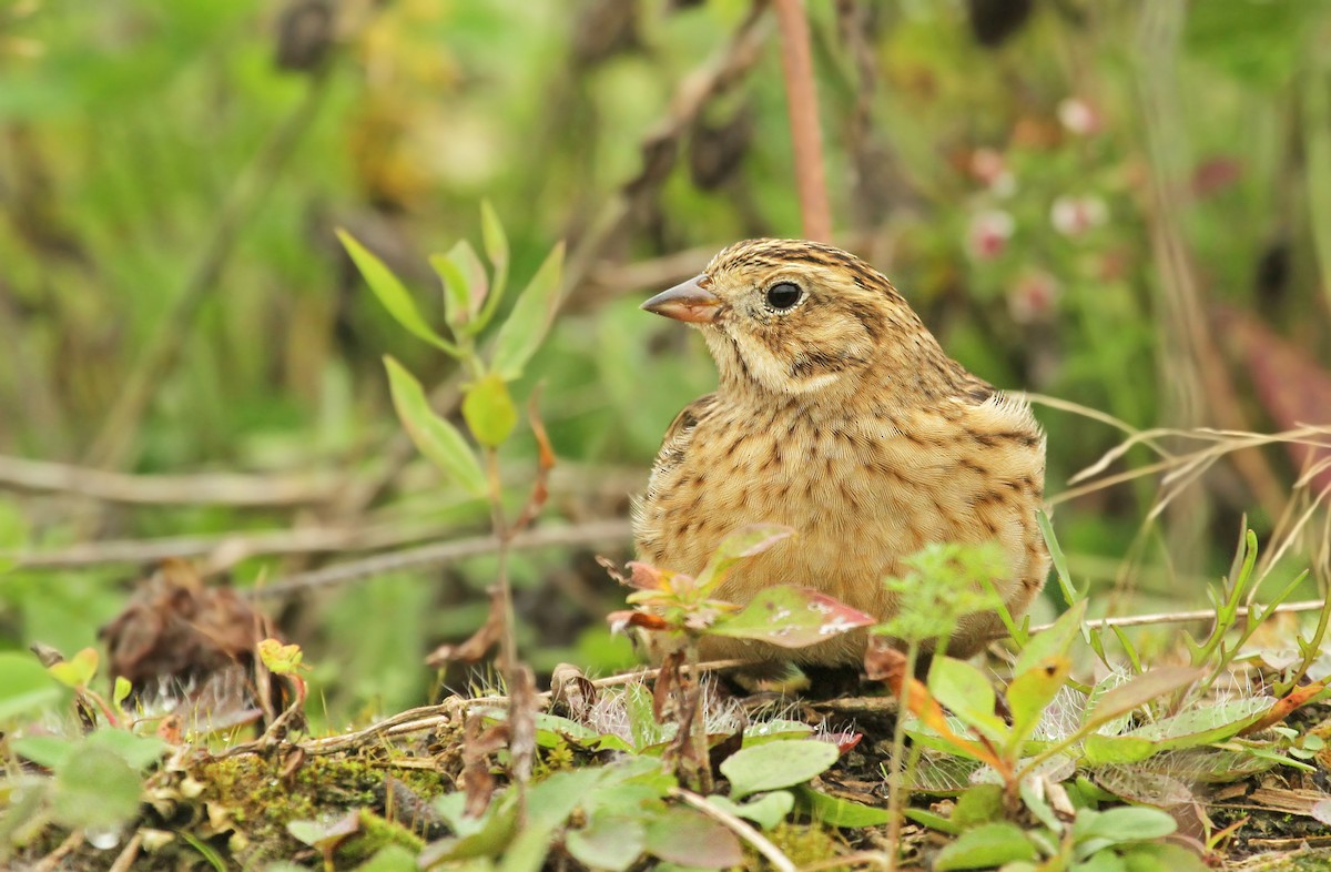 Smith's Longspur - ML42616041