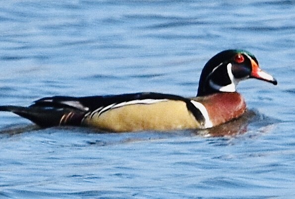 Wood Duck - ML426161961