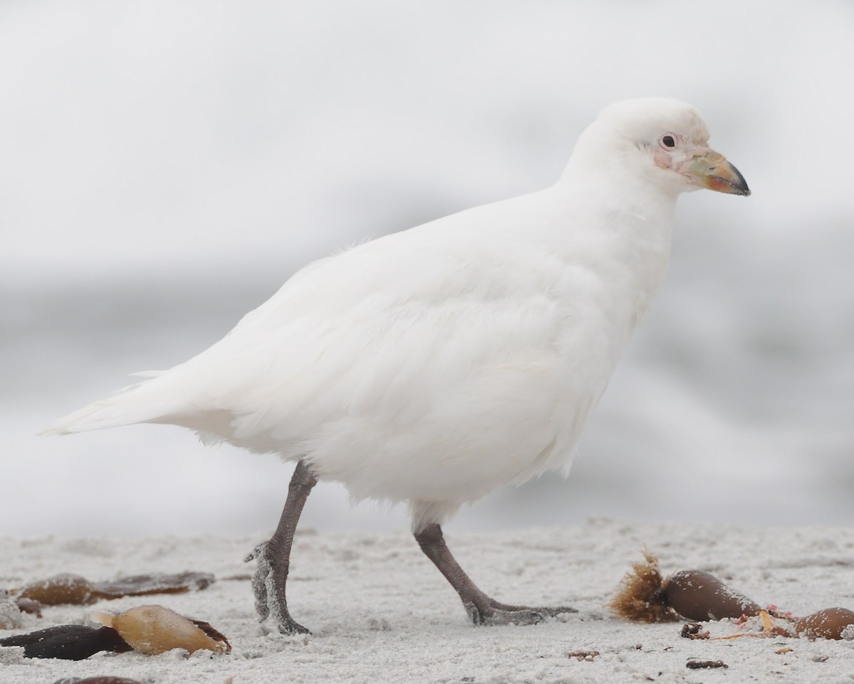 Snowy Sheathbill - ML42616211