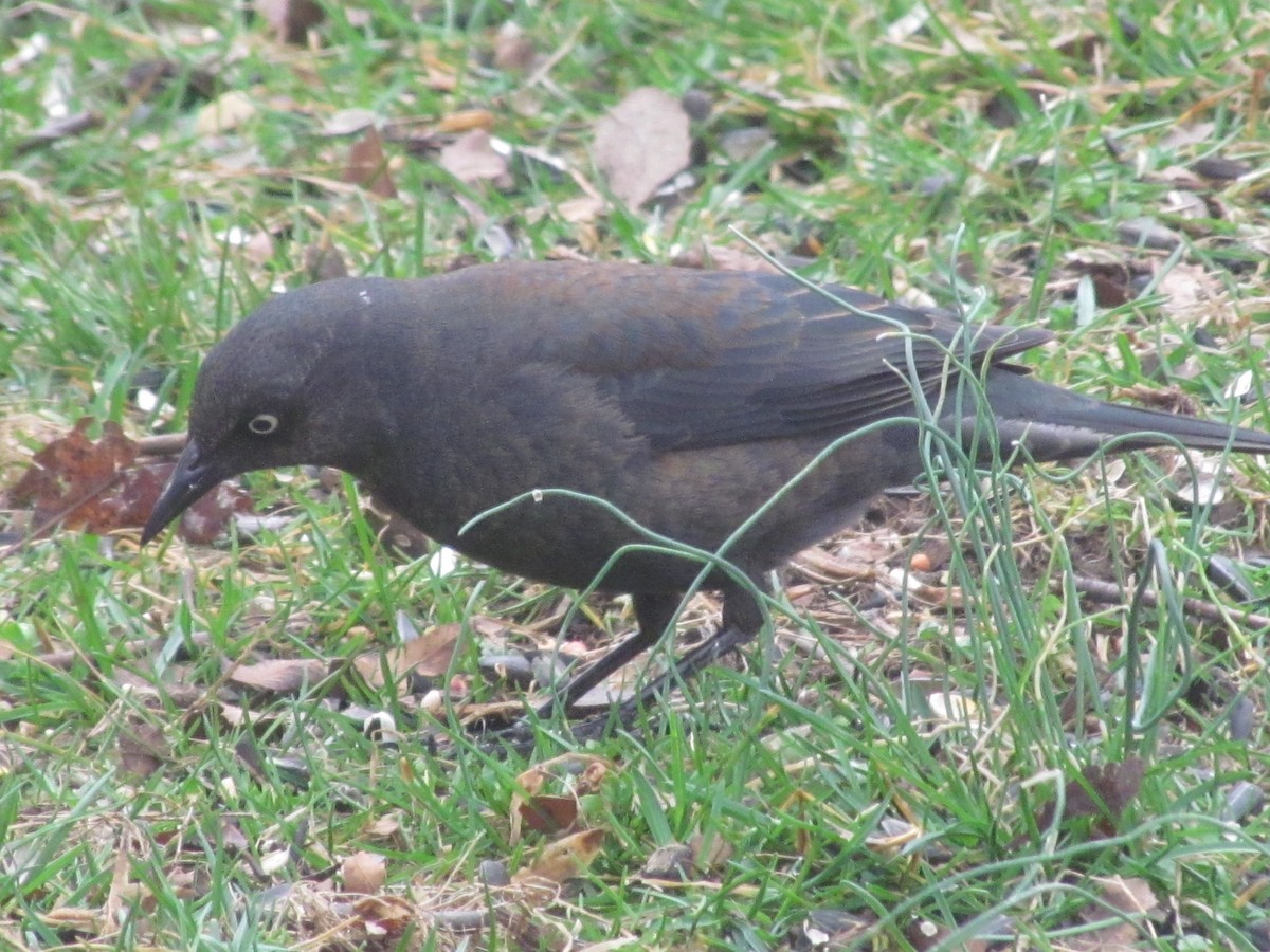 Rusty Blackbird - ML426162921