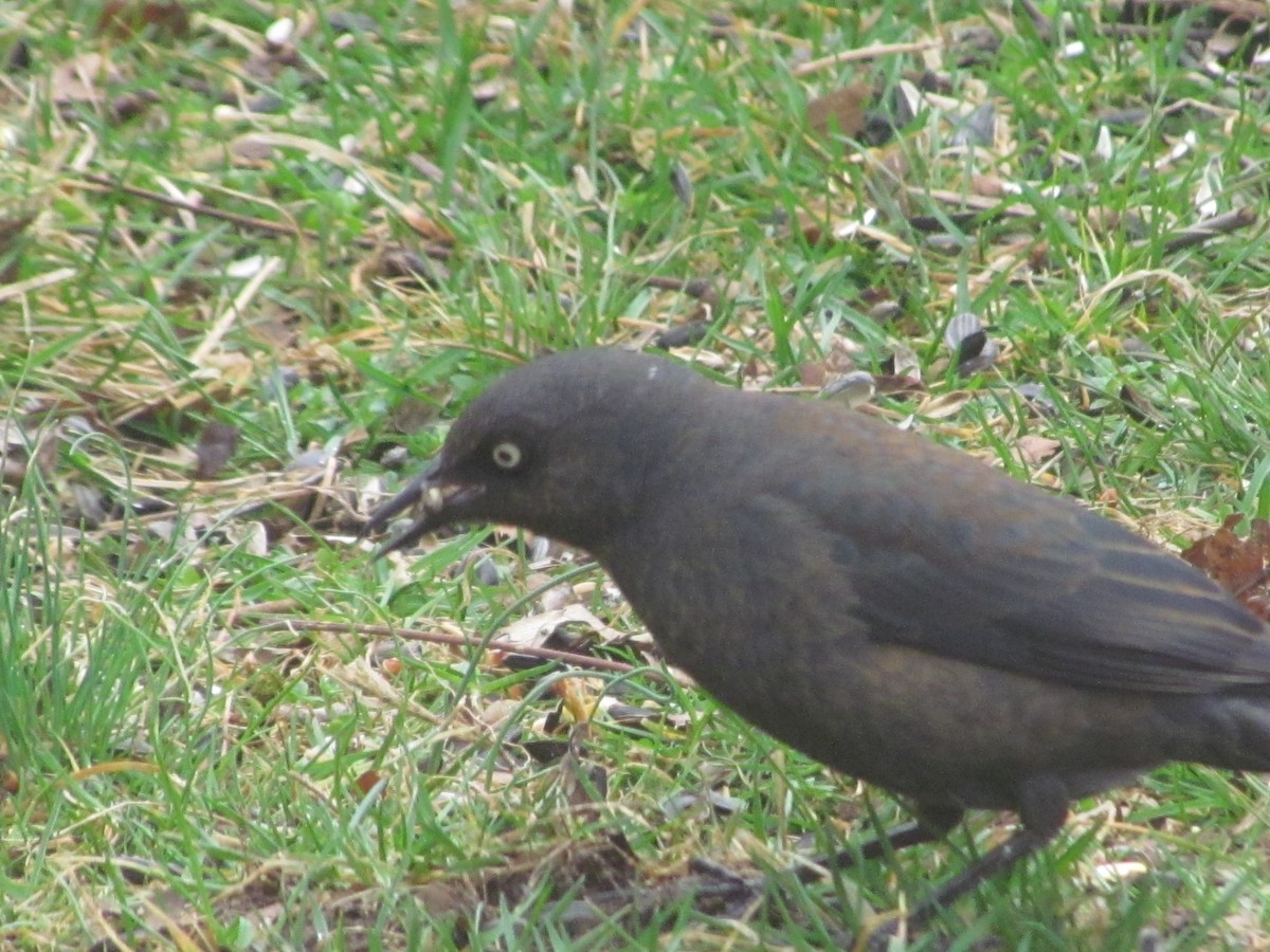 Rusty Blackbird - ML426163141