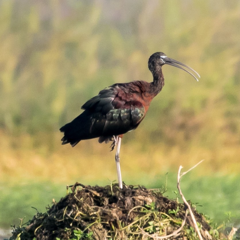 ibis hnědý - ML426163231