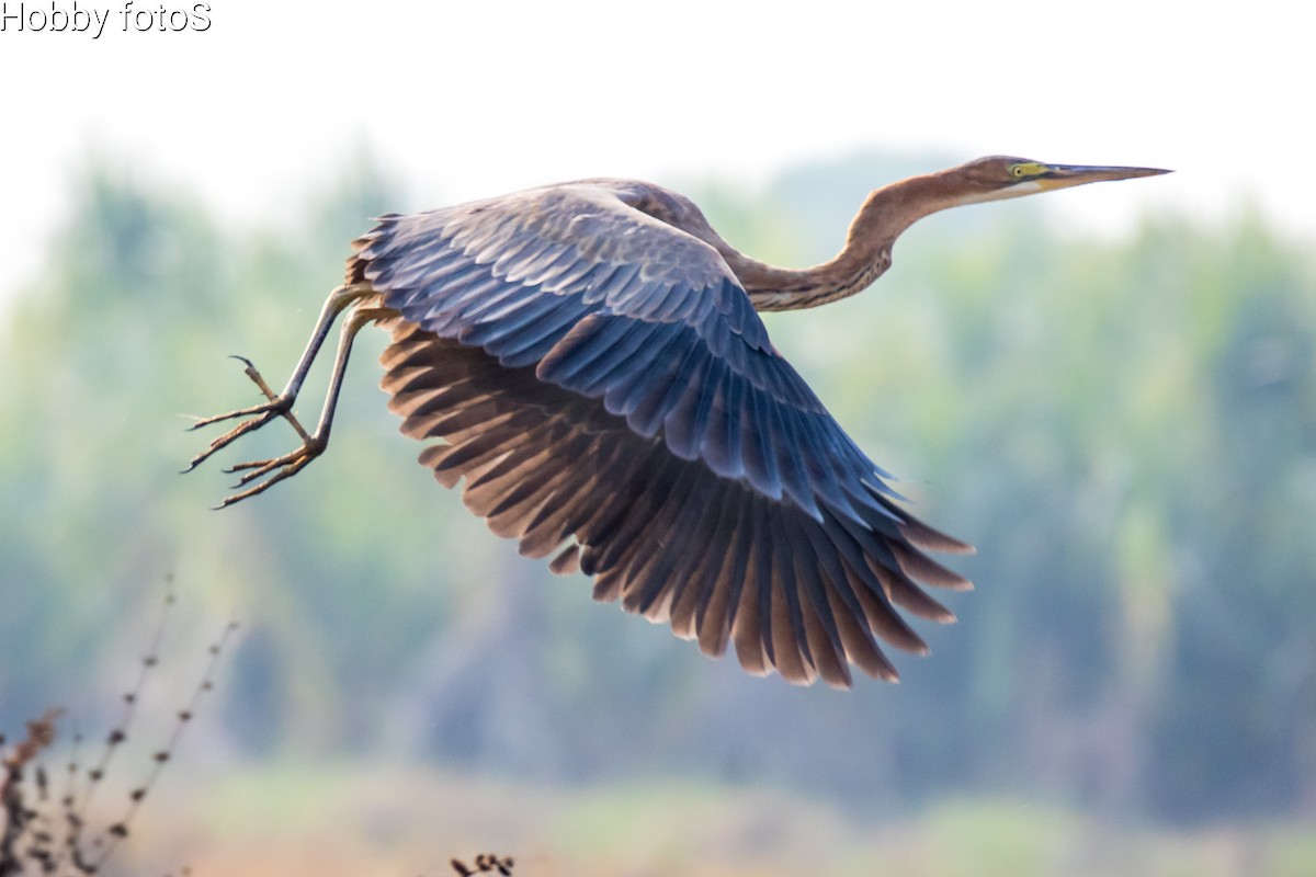 Purple Heron - ML426164651