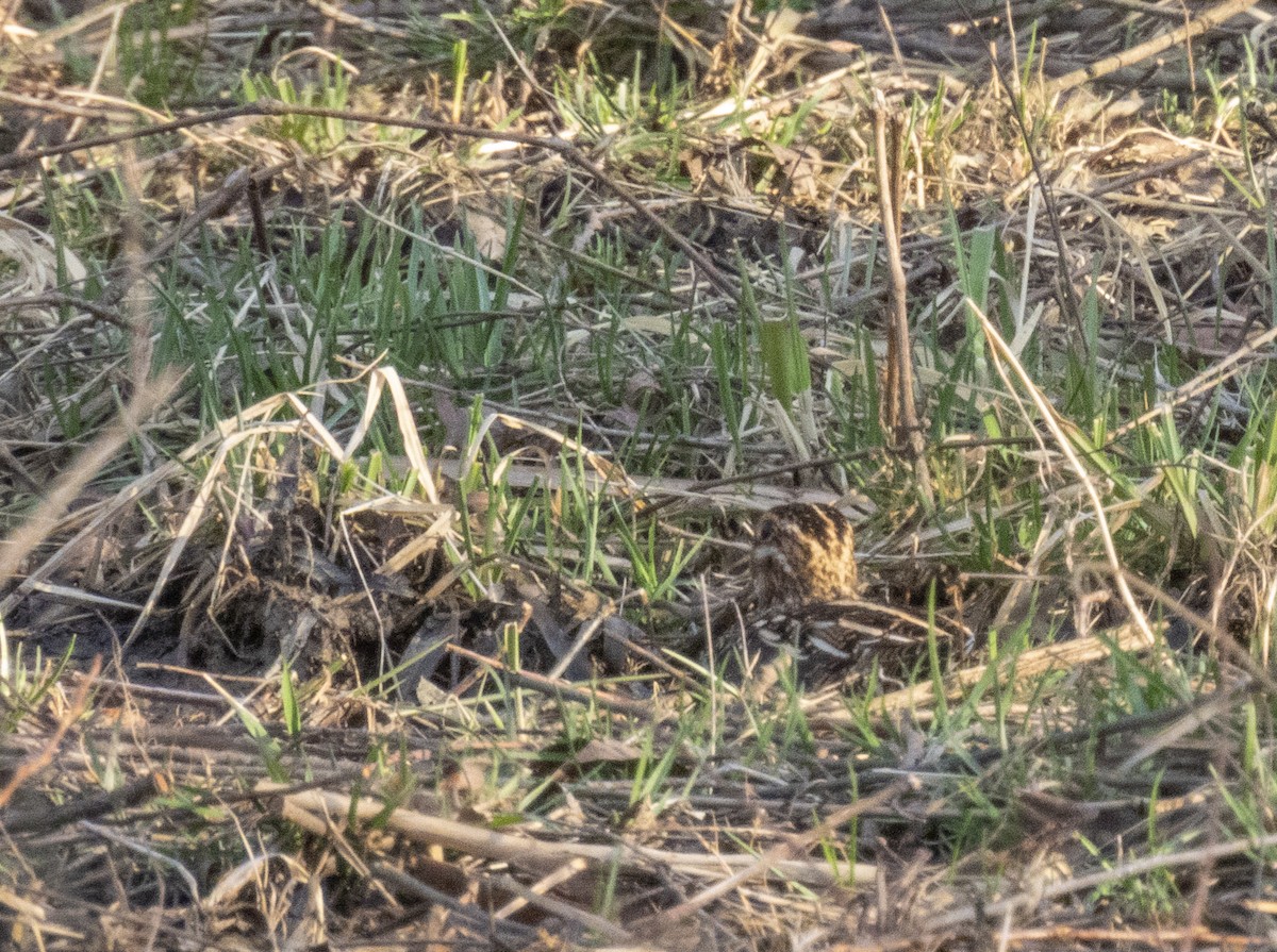 Wilson's Snipe - Liz Pettit