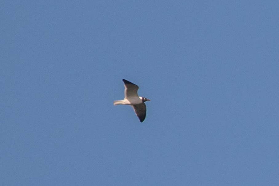 Laughing Gull - ML426166861