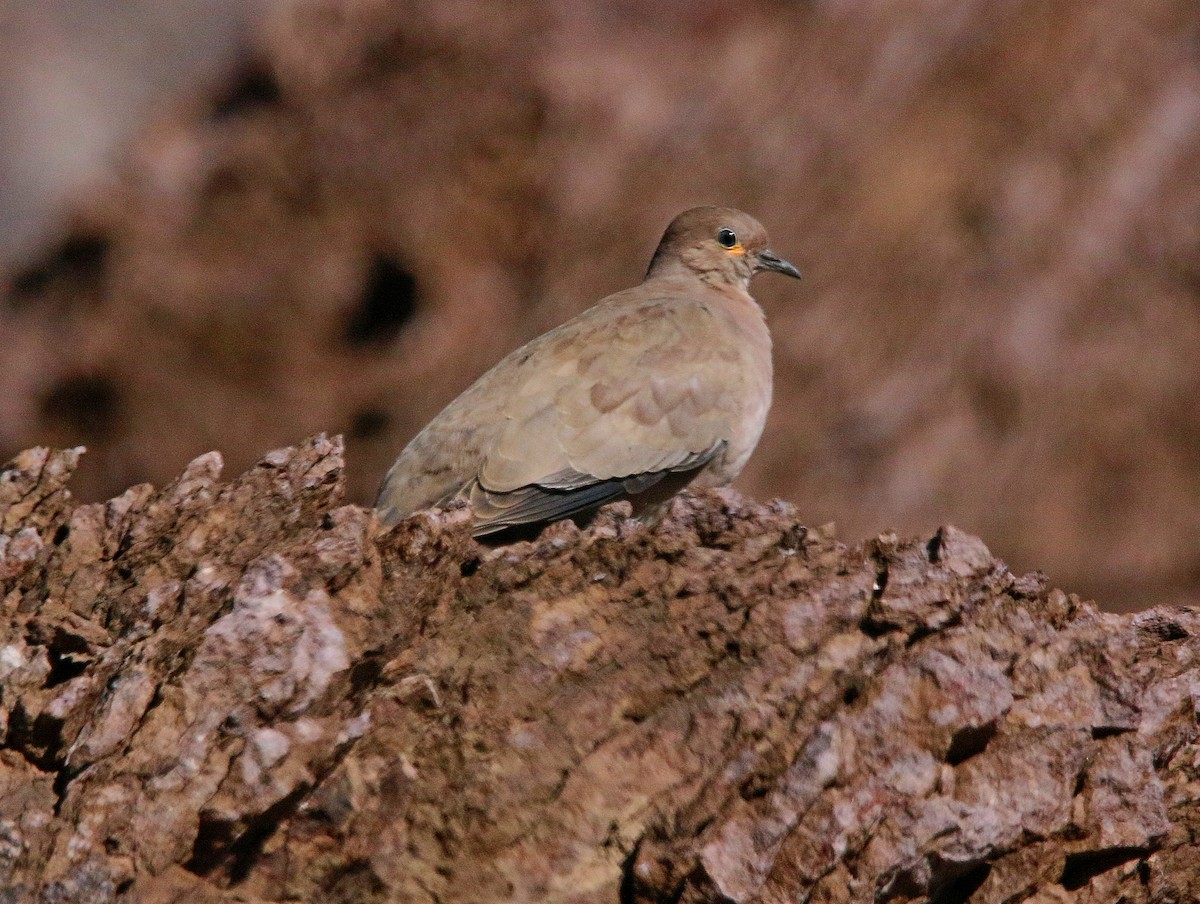 Weißbugtäubchen - ML426167481