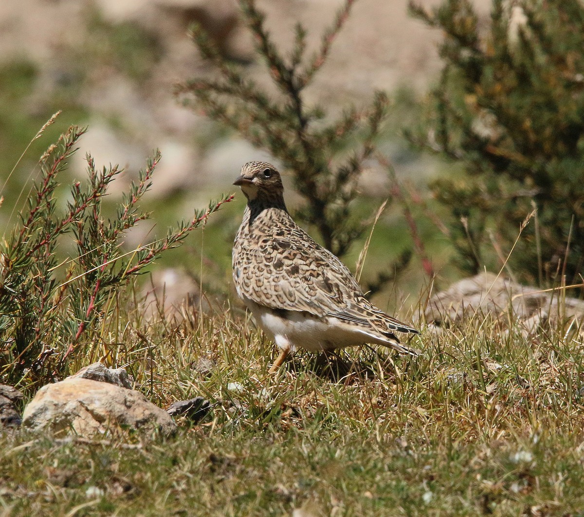 Graubrust-Höhenläufer - ML426167641