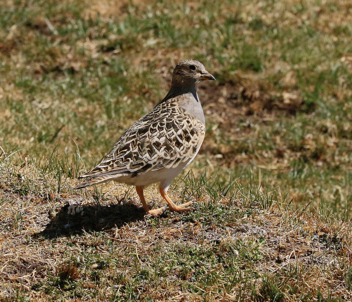 Graubrust-Höhenläufer - ML426167651