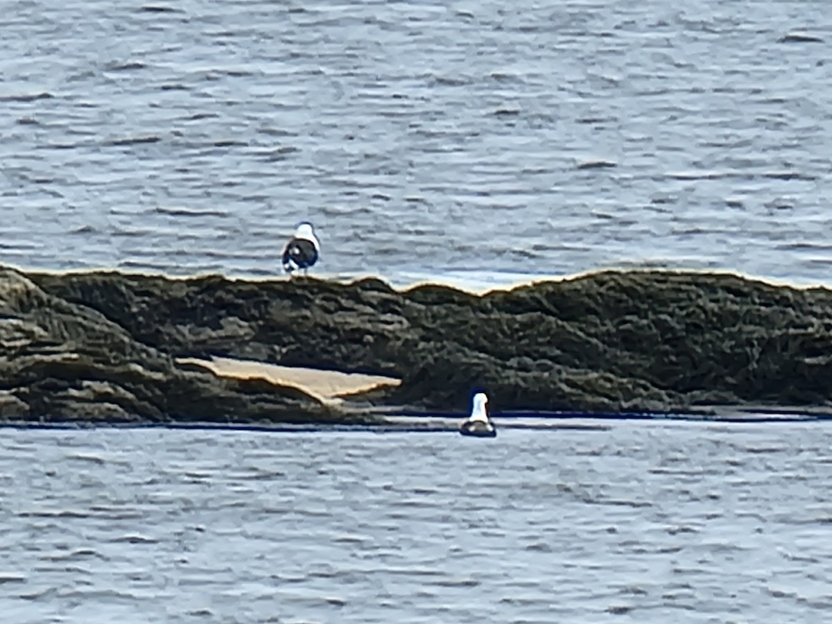 Мартин морський - ML426167761