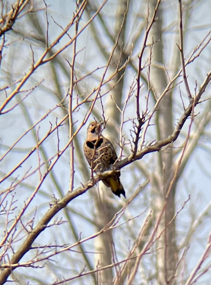 Northern Flicker - ML426168071