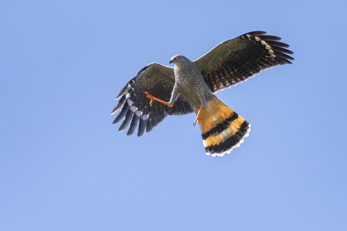 Crane Hawk - ML426169791