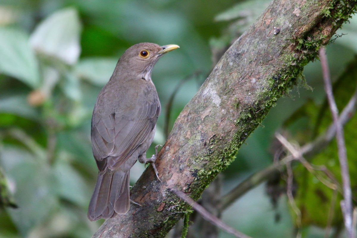 Ecuadorian Thrush - Gustino Lanese