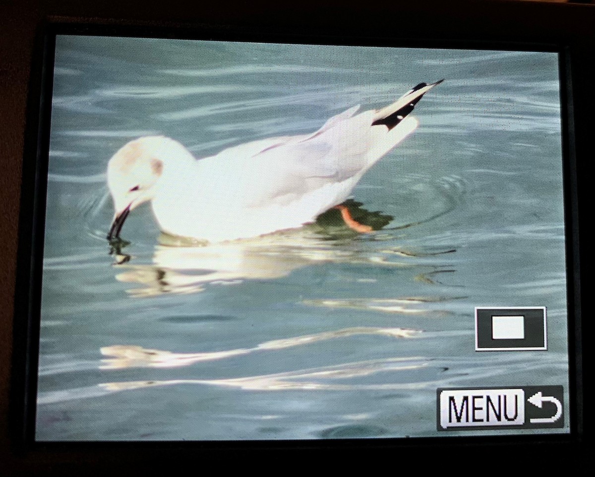 Bonaparte's Gull - ML426171911