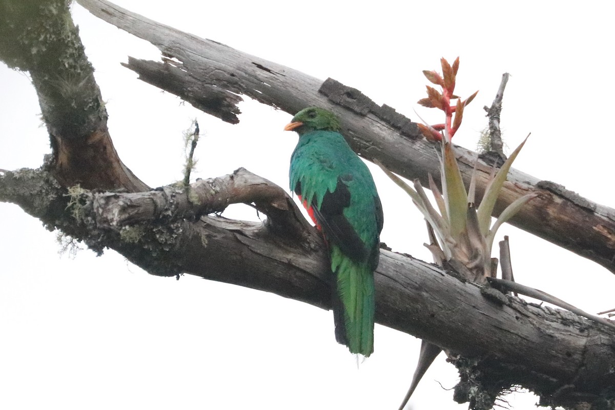 Golden-headed Quetzal - Ken McKenna