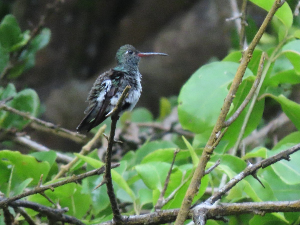 Glittering-throated Emerald - ML426173071