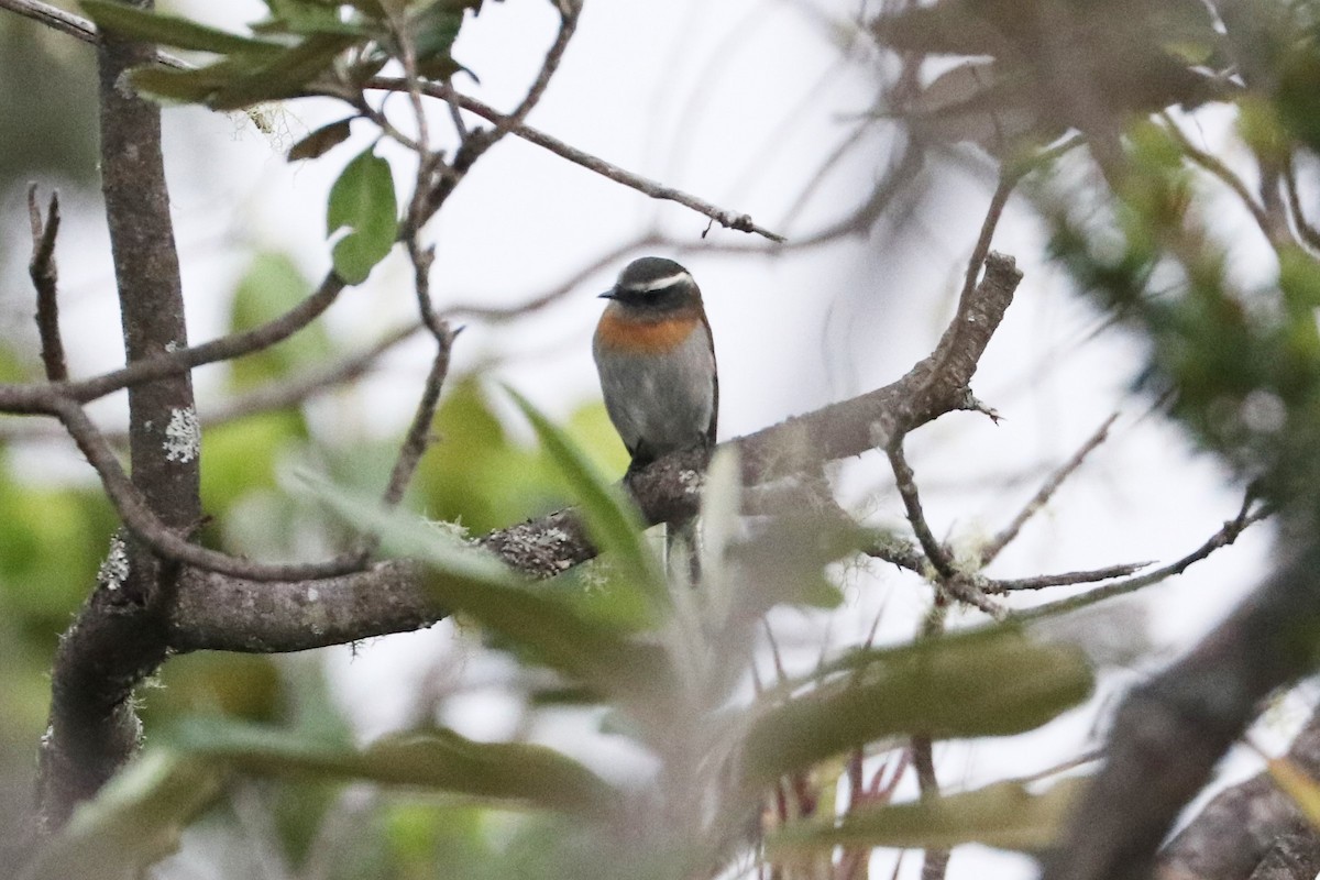 Rufous-breasted Chat-Tyrant - ML426173261