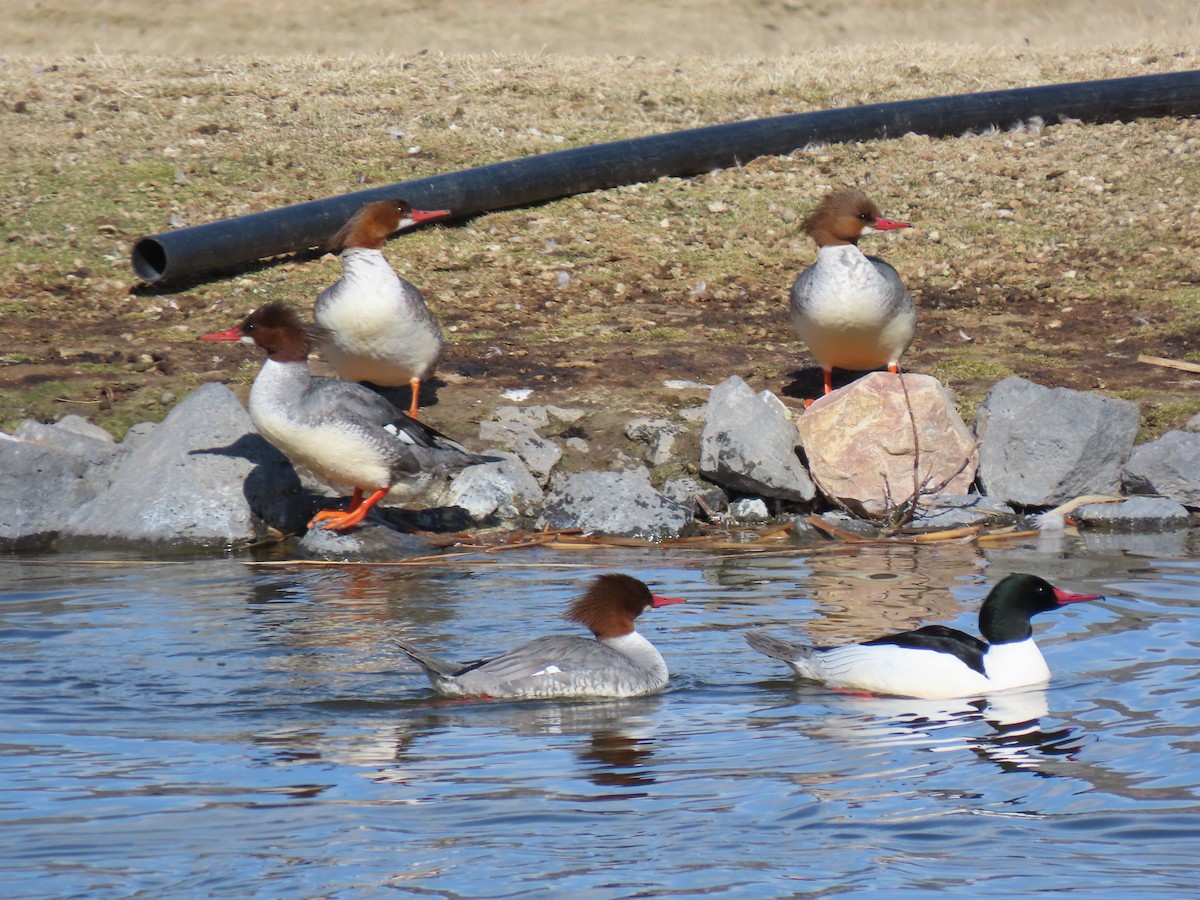 Common Merganser - ML426175351