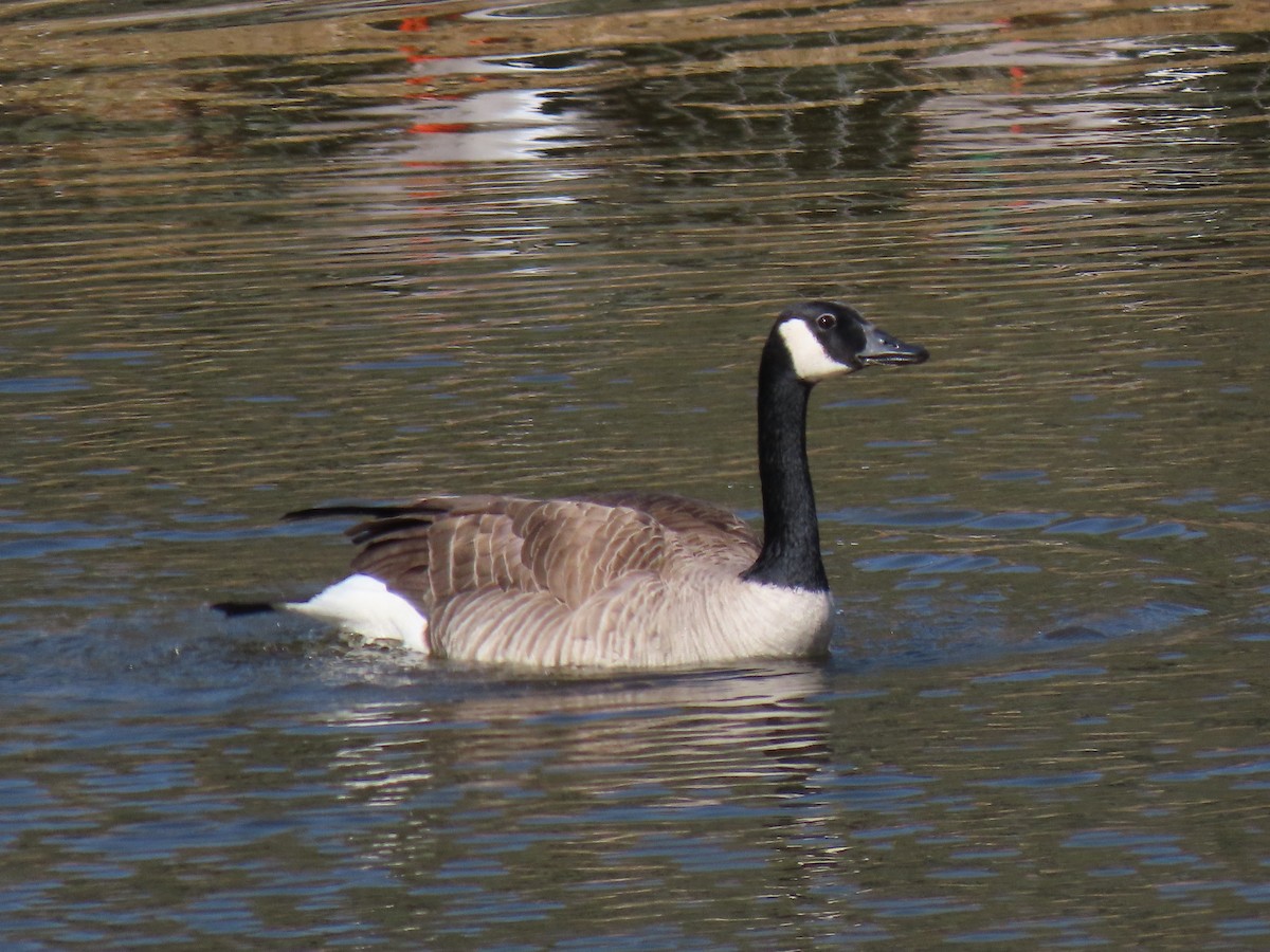 Barnacla Canadiense Grande - ML426176121