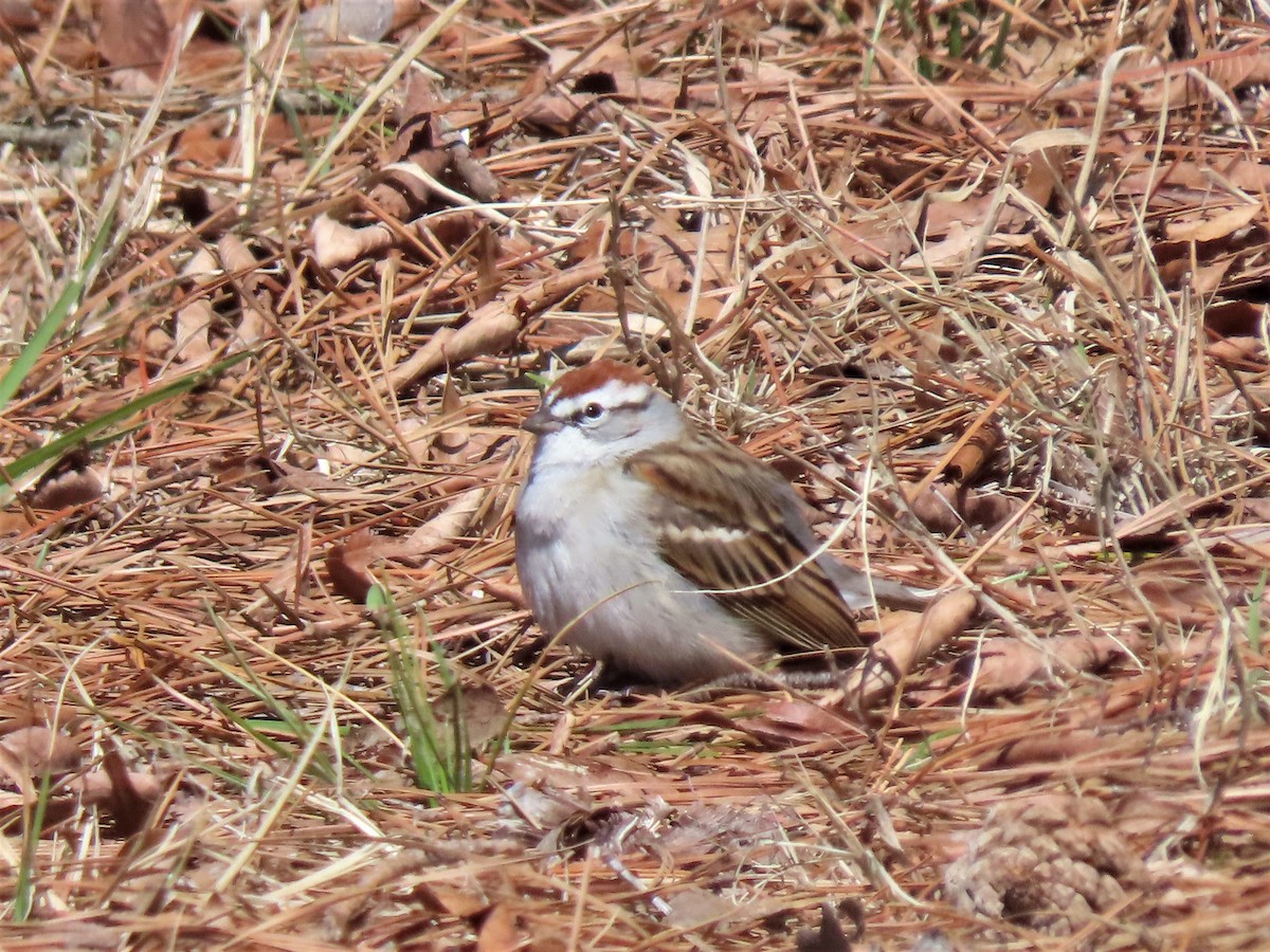 Chipping Sparrow - ML426176341